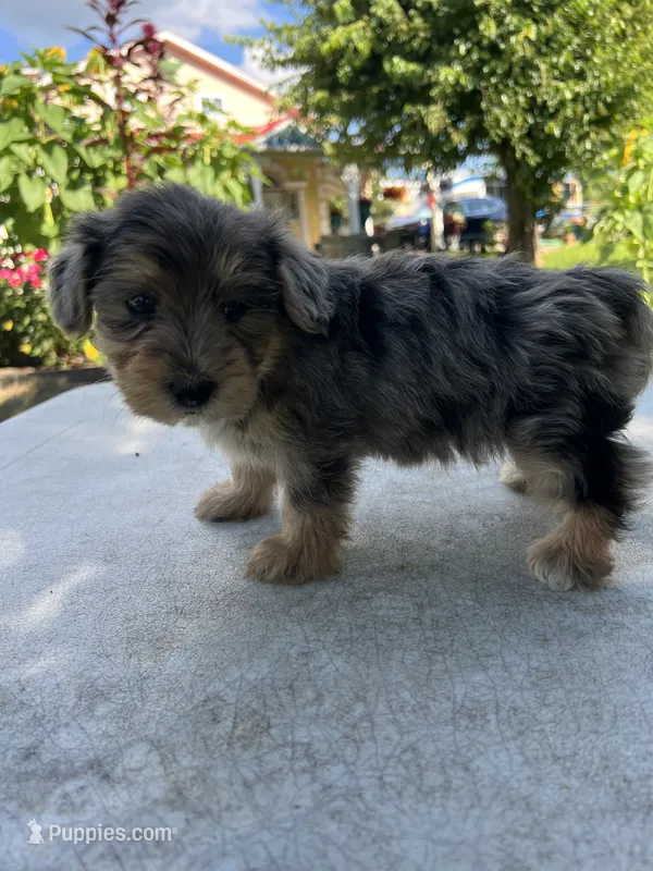 Rufus – Yorkipoo puppy for sale in Dayton, OH