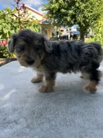 Rufus, a male Yorkipoo for sale in Dayton, OH – 1 of 4