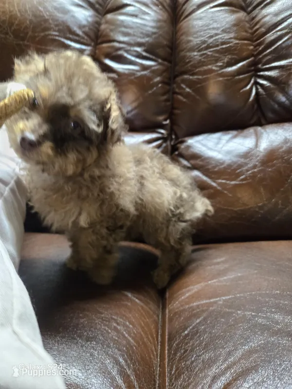 Jackson, a male Poodle - Toy  for sale in Dayton, OH – Photo 1 of 4