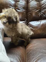 Jackson, a male Poodle - Toy  for sale in Dayton, OH – Photo 1 of 4