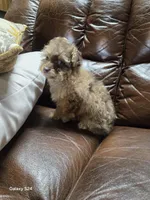 Jackson, a male Poodle - Toy  for sale in Dayton, OH – Photo 2 of 4