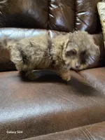 Jackson, a male Poodle - Toy  for sale in Dayton, OH – Photo 3 of 4