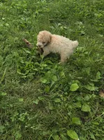 Price, a female Poodle - Toy  for sale in Dayton, OH – 3 of 6