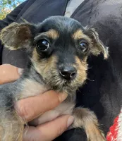 Tiny , a female Yorkshire Terrier and Poodle - Toy  for sale in Dayton, OH – 7 of 9