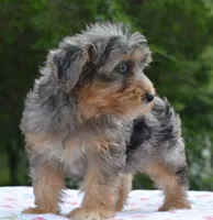 Sapphire yorkipoo  blue eyes puppy , a female Yorkipoo and Poodle - Toy  for sale in Dayton, OH – 6 of 10