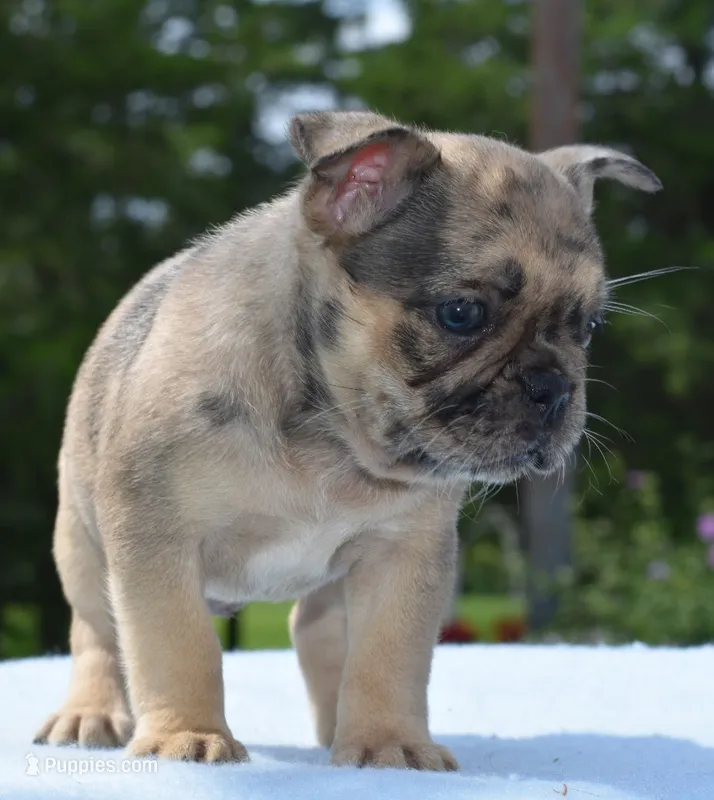 Tanka – Boston Terrier, French Bulldog puppy for sale in Dayton, OH