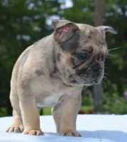 Tanka, a female Boston Terrier and French Bulldog for sale in Dayton, OH – 2 of 9