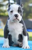 Hercules buldog hibrid, a male English Bulldog and French Bulldog for sale in Dayton, OH – 3 of 6