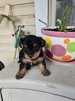 Max, a male Yorkipoo for sale in Dayton, OH – 2 of 6