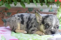 Cindy, a female Boston Terrier and French Bulldog for sale in Dayton, OH – 6 of 10