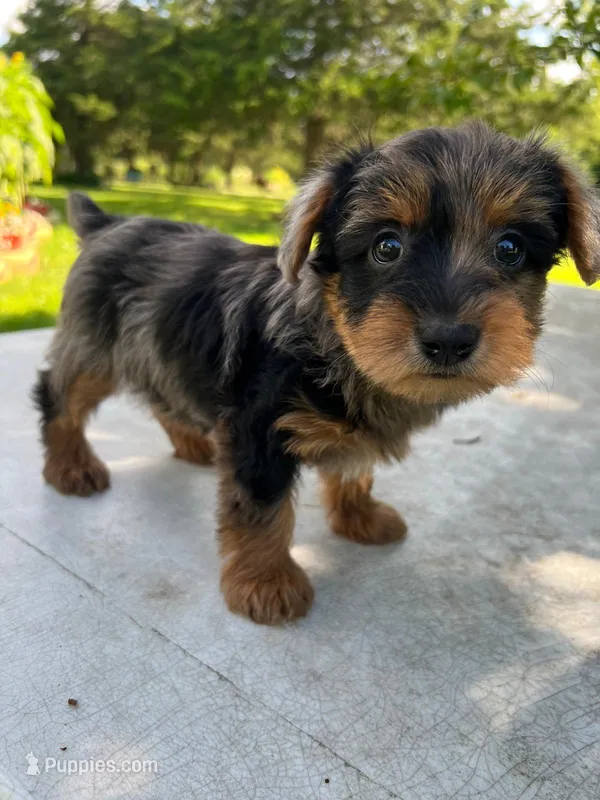 Rufus – Yorkipoo puppy for sale in Dayton, OH