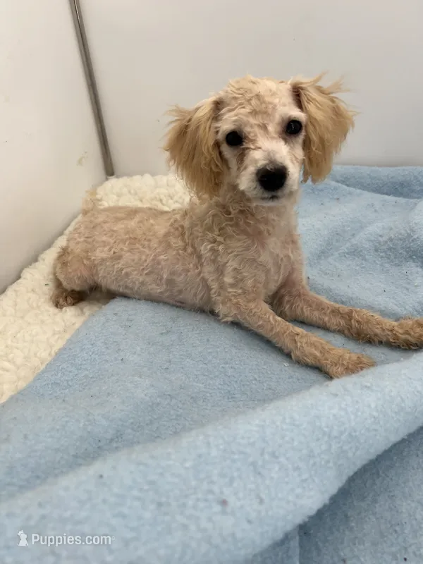Coco  – Yorkipoo puppy for sale in Dayton, OH
