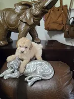 Cody, a male Poodle - Toy  for sale in Dayton, OH – 4 of 5