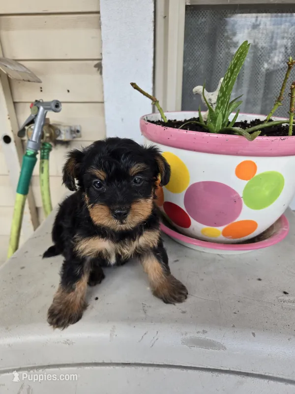Max – Yorkipoo puppy for sale in Dayton, OH