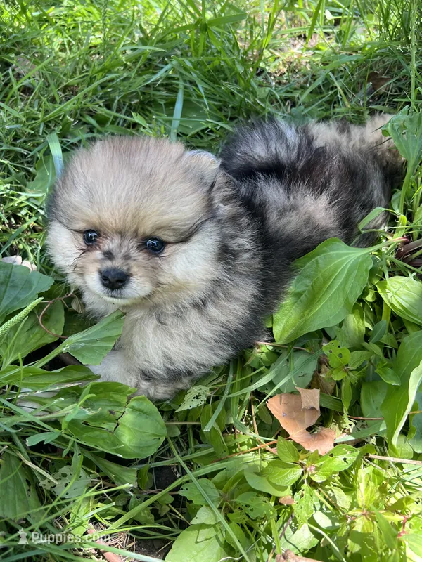 Ken – Pomeranian puppy for sale in Dayton, OH