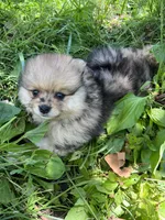 Ken, a male Pomeranian for sale in Dayton, OH – 1 of 4