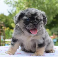 Ruby fluffy merle, a female Boston Terrier and French Bulldog for sale in Dayton, OH – 6 of 9