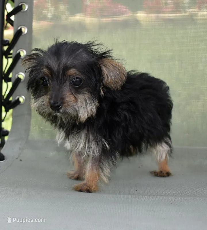 Chita – Yorkipoo puppy for sale in Dayton, OH