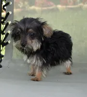 Chita, a female Yorkipoo for sale in Dayton, OH – 5 of 7