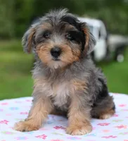 Sapphire yorkipoo  blue eyes puppy , a female Yorkipoo and Poodle - Toy  for sale in Dayton, OH – 10 of 10