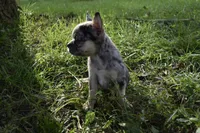 Cindy, a female Boston Terrier and French Bulldog for sale in Dayton, OH – 1 of 6
