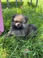 Daisy, a female Pomeranian for sale in Dayton, OH – 5 of 5