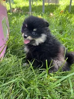 Annie, a female Pomeranian for sale in Dayton, OH – 4 of 5