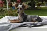 Conan , a male Yorkipoo for sale in Dayton, OH – 3 of 7
