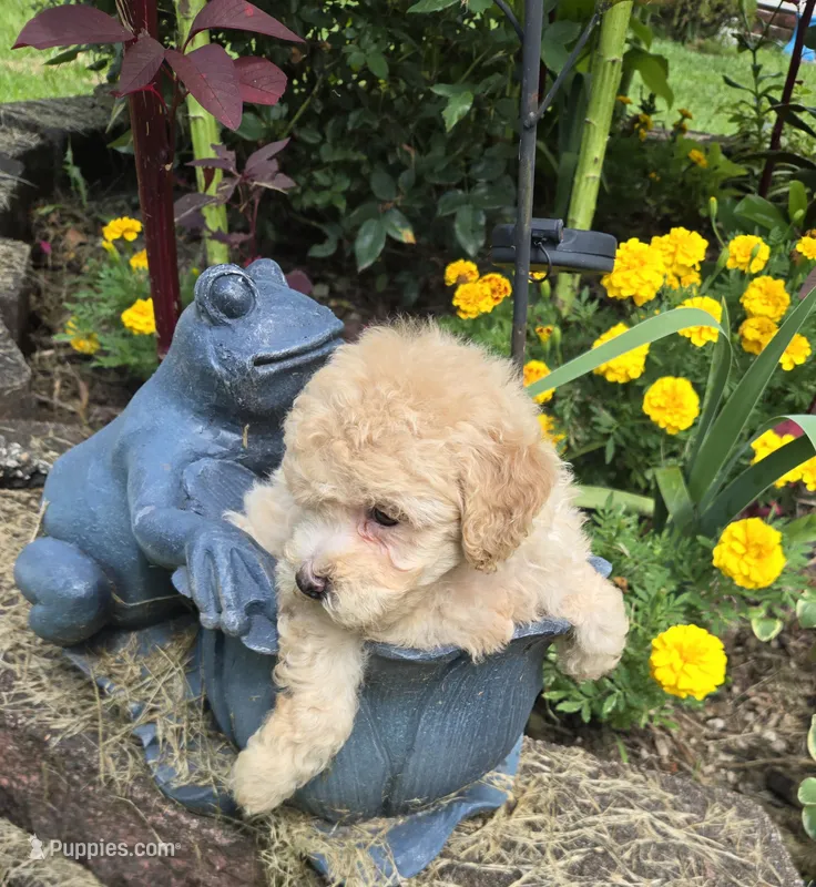 Price – Poodle - Toy  puppy for sale in Dayton, OH