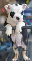 Bruno mini bulldog hibrid, a male English Bulldog and Olde English Bulldogge for sale in Dayton, OH – 3 of 4