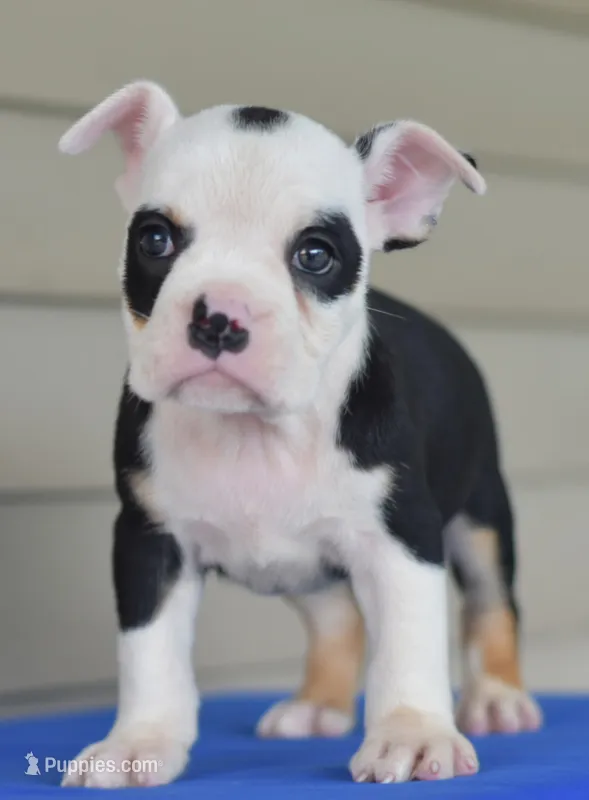 Bruno mini bulldog hibrid – English Bulldog, Olde English Bulldogge puppy for sale in Dayton, OH