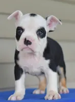Bruno mini bulldog hibrid, a male English Bulldog and Olde English Bulldogge for sale in Dayton, OH – 1 of 4