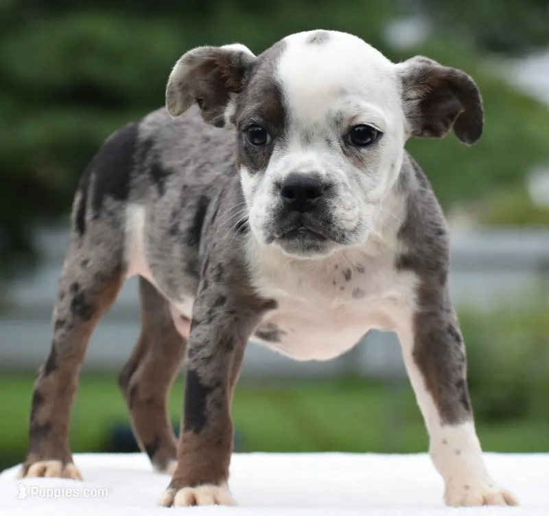 Tank mini bulldog hibrid – English Bulldog, Olde English Bulldogge puppy for sale in Dayton, OH