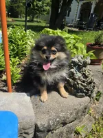 Lia , a female Pomeranian for sale in Dayton, OH – 4 of 8