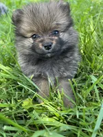 Daisy, a female Pomeranian for sale in Dayton, OH – 2 of 5