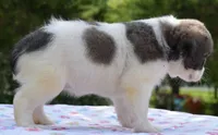 Zoey blue fluffy, a female Boston Terrier and French Bulldog for sale in Dayton, OH – 3 of 9