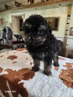 Jasper Akc registration , a male Poodle - Toy  for sale in Dayton, OH – Photo 2 of 3