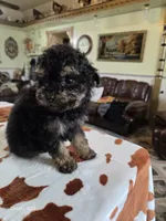 Jasper Akc registration , a male Poodle - Toy  for sale in Dayton, OH – Photo 1 of 3