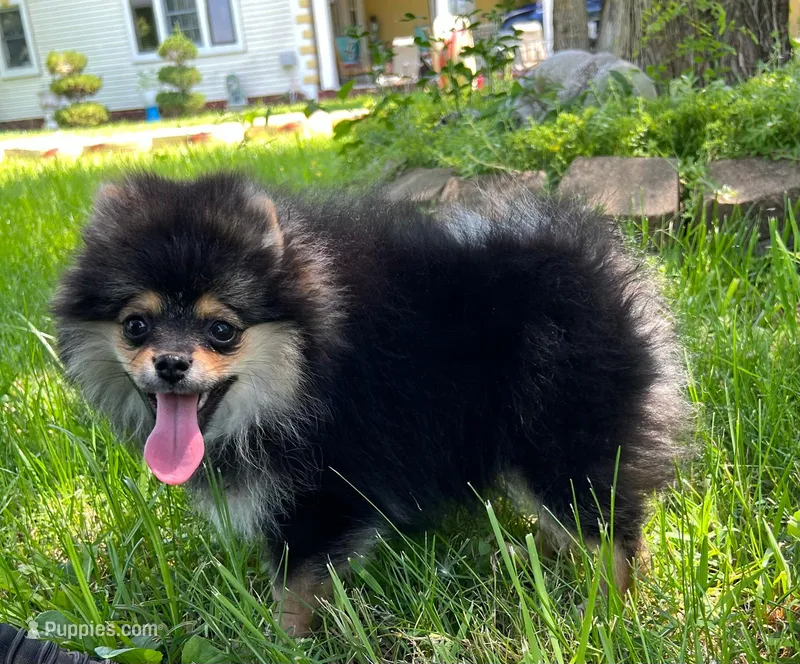 Lia , a female Pomeranian for sale in Dayton, OH – 1 of 8