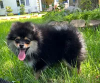 Lia , a female Pomeranian for sale in Dayton, OH – 1 of 8