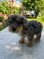 Karla, a female Yorkipoo for sale in Dayton, OH – 2 of 8