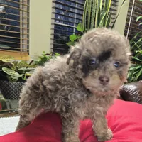 Silver, a male Poodle - Toy  for sale in Dayton, OH – Photo 3 of 3