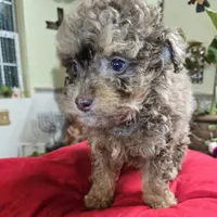 Silver, a male Poodle - Toy  for sale in Dayton, OH – Photo 1 of 3