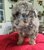 Silver, a male Poodle - Toy  for sale in Dayton, OH – Photo 1 of 3