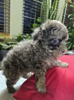 Silver, a male Poodle - Toy  for sale in Dayton, OH – Photo 2 of 3