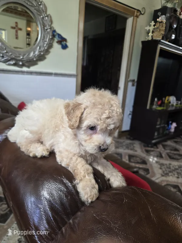 Cody – Poodle - Toy  puppy for sale in Dayton, OH