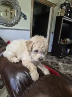 Cody, a male Poodle - Toy  for sale in Dayton, OH – 1 of 5