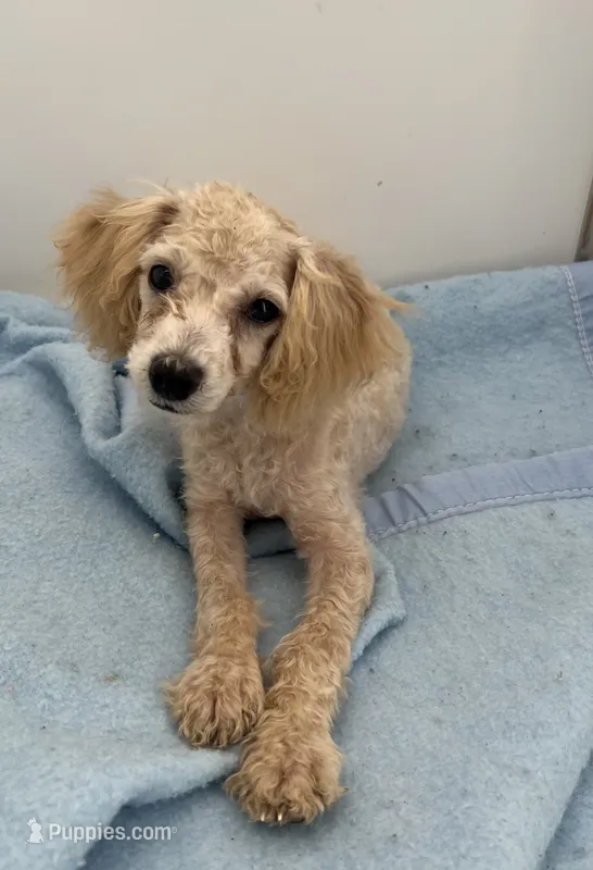 Coco  – Yorkipoo puppy for sale in Dayton, OH