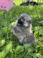 Daisy, a female Pomeranian for sale in Dayton, OH – 4 of 5