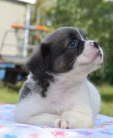 Zoey blue fluffy, a female Boston Terrier and French Bulldog for sale in Dayton, OH – 7 of 9